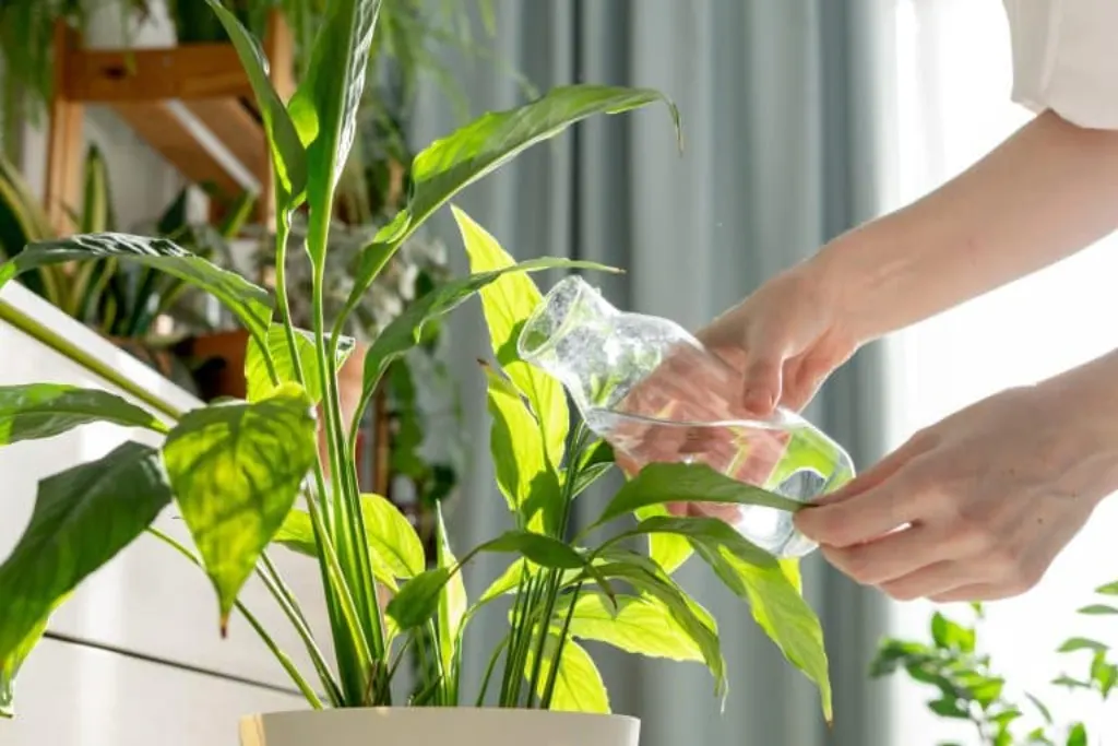cuidado plantas