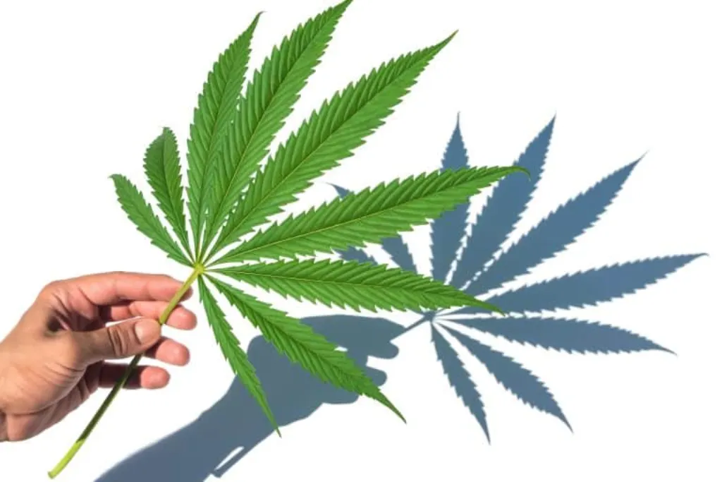 el cannabis